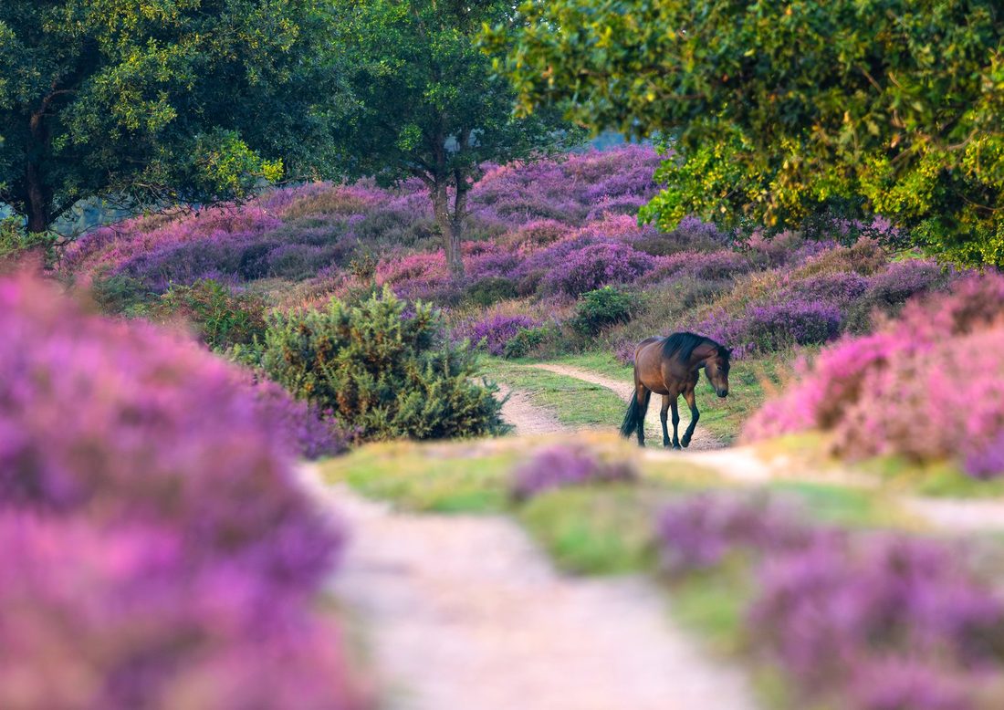 A New Forest pony walking through a Norfolk path lined with deep purple heather, soft bokeh foreground