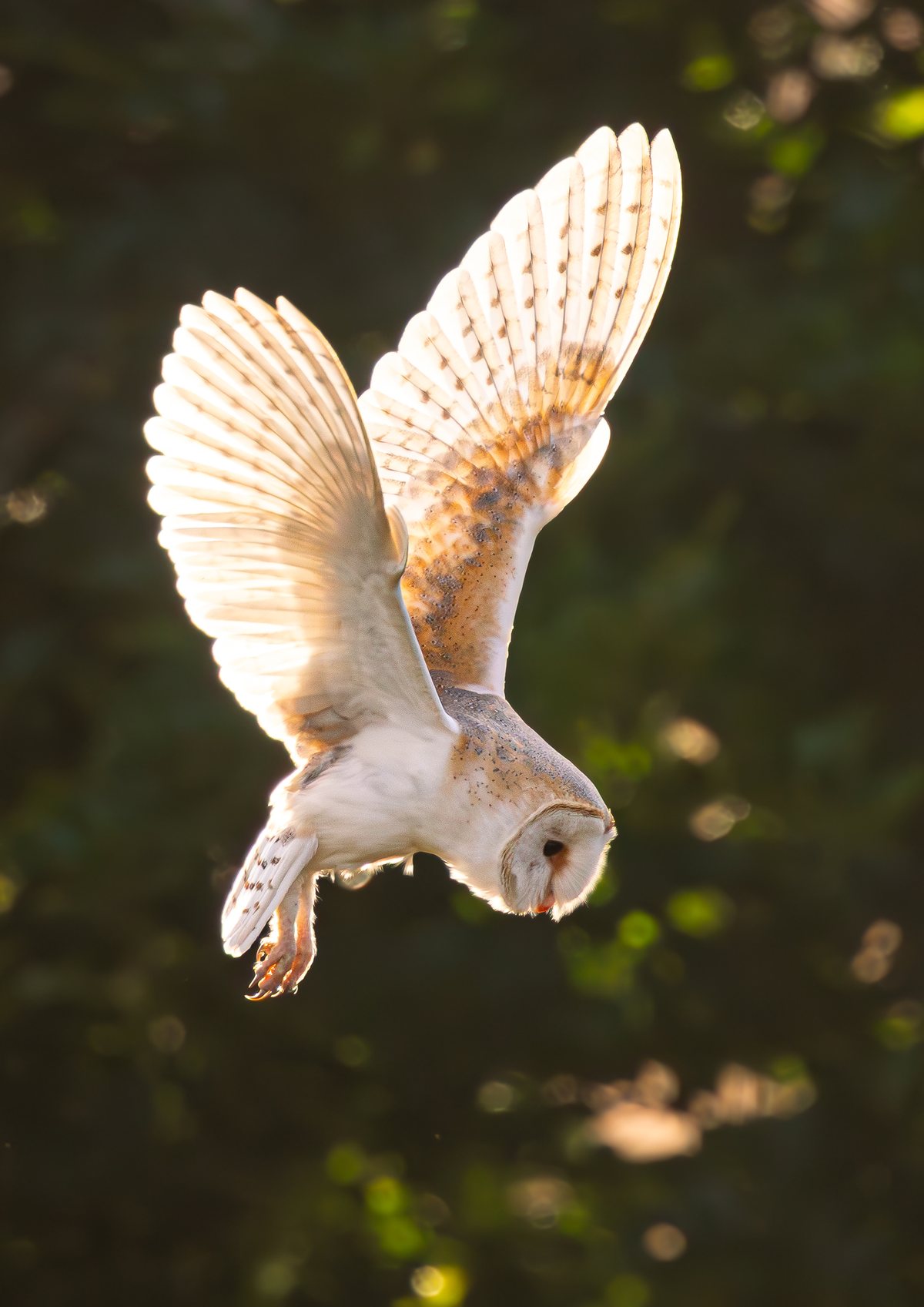 A barn owl in flight, wings raised and backlit by a low evening sun against dark woodland