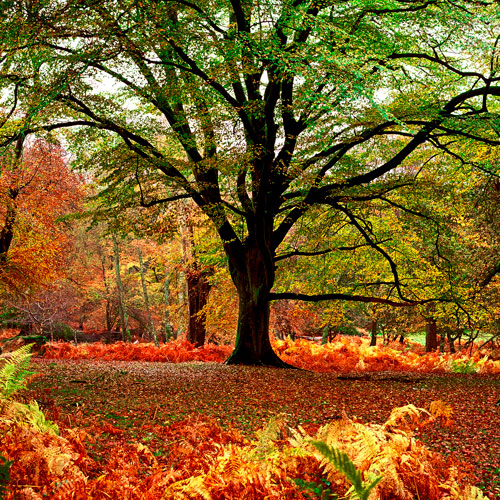 Autumn in the New Forest (EDC-003)