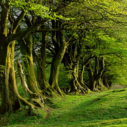 Early Summer Exmoor (EDC-005)