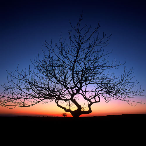 Ash Silhouette Scales Moor Yorkshire Dales (EDC-026)