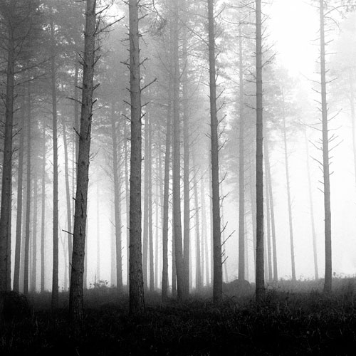Misty Pines (EDC-080)