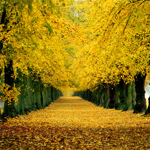 Avenue of Limes Sherwood Forest Nottingham (EDC-091)