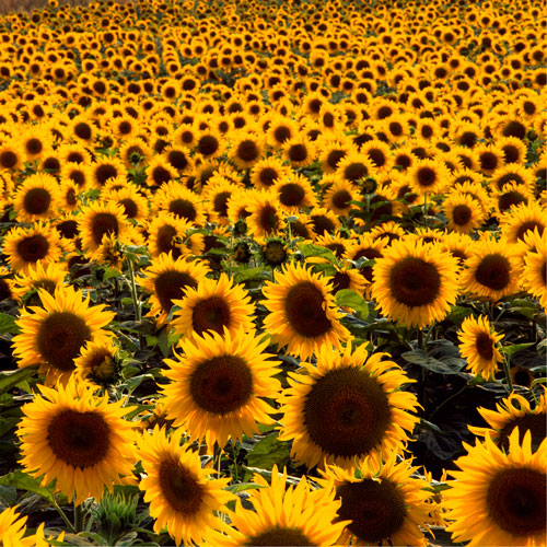 Field of Joy Sunflowers. (EDC-147)