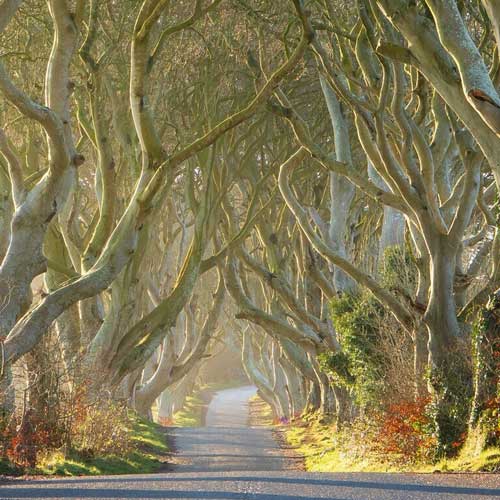 Dark Hedges, Bath (EDC-314)