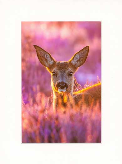 16 by 12 inch window mounted print